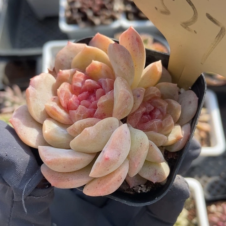 527泡影多肉植物保护