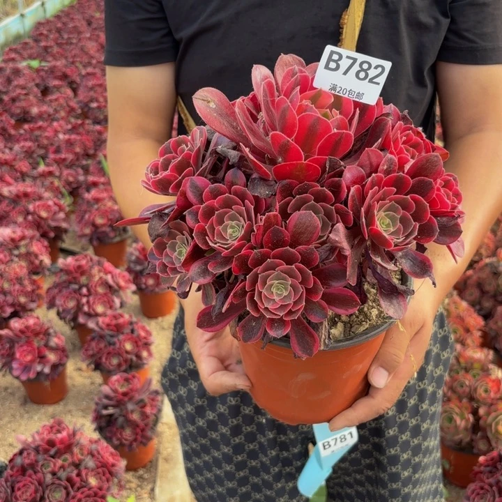 *****瑞妈多肉园艺，782