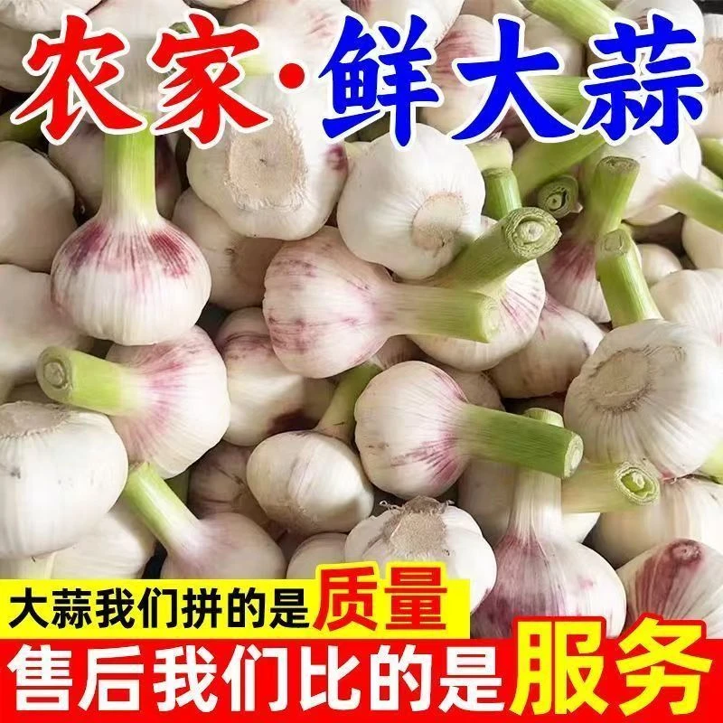 山东紫皮红皮新鲜大蒜头可腌制糖醋蒜腊八蒜