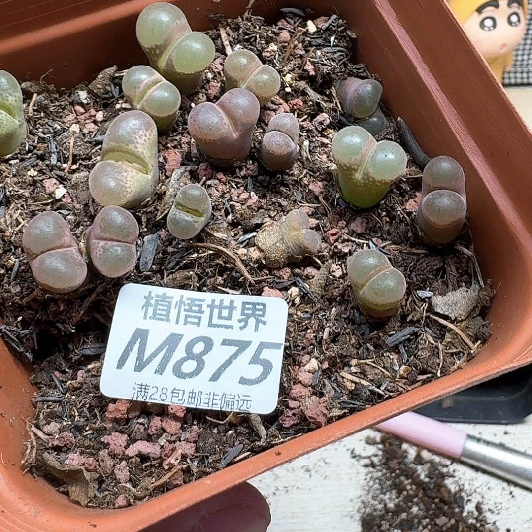 多肉植物的润泽和fg
