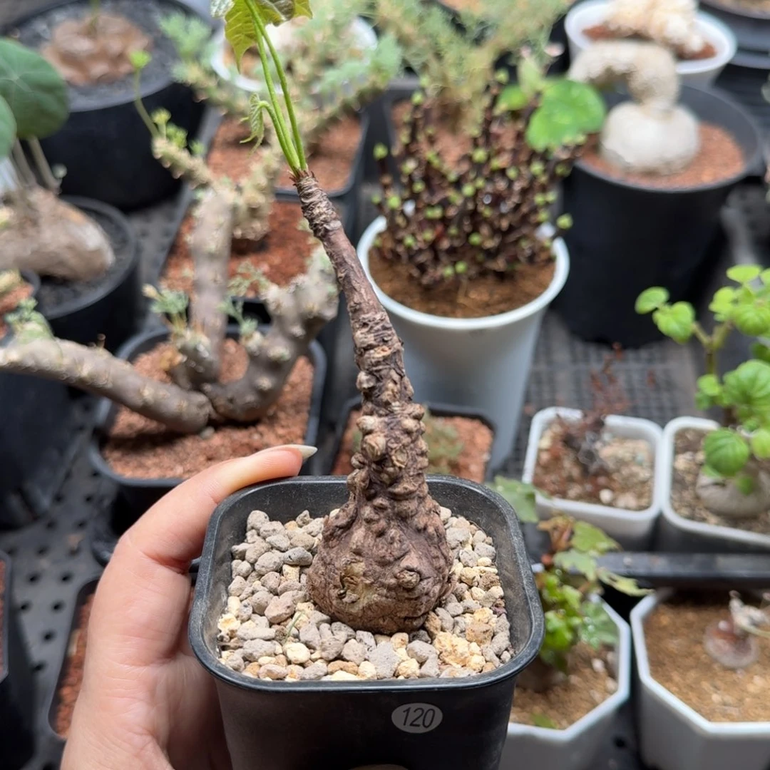 龟甲水桐120仙人掌