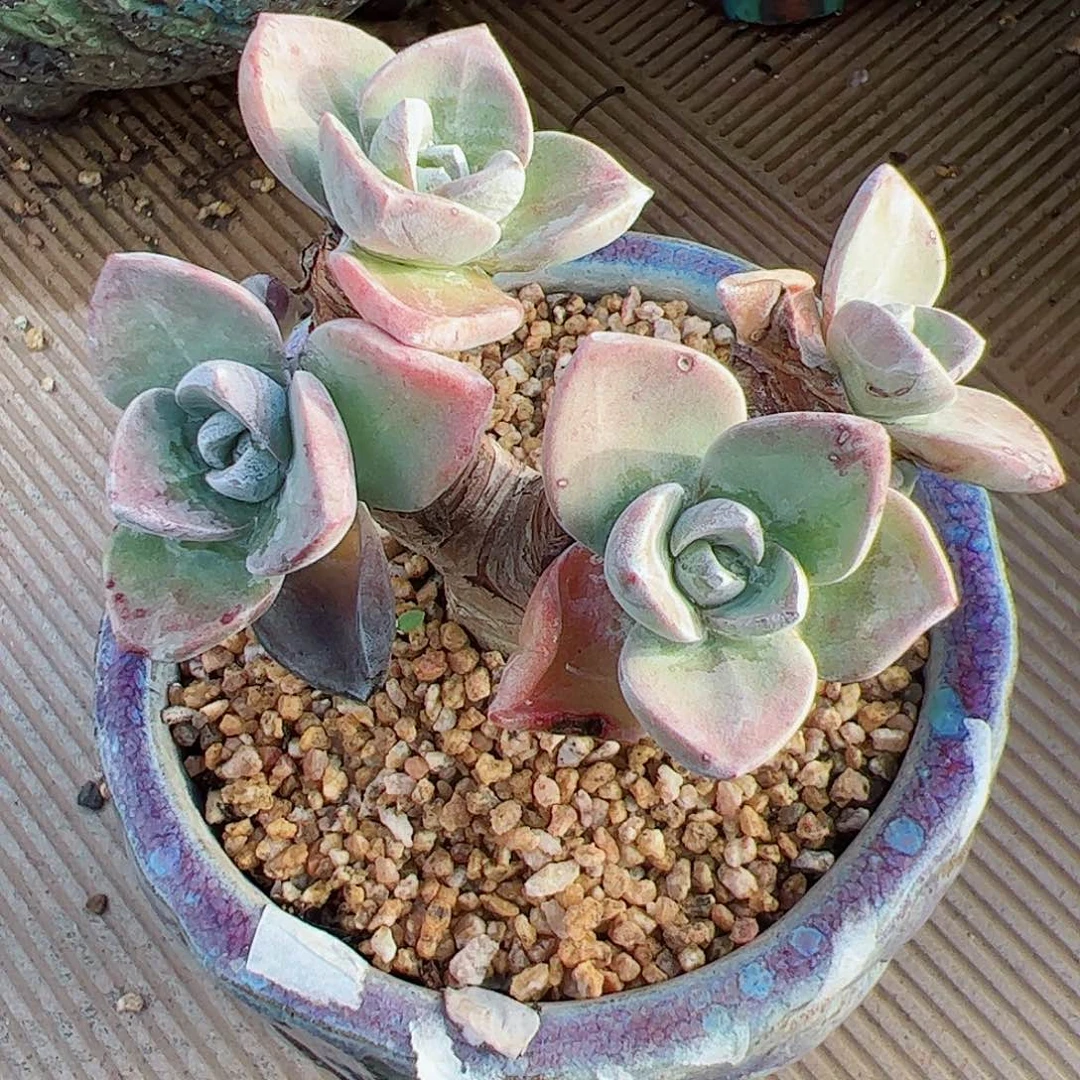 2727泡西弗洛拉苹果叶