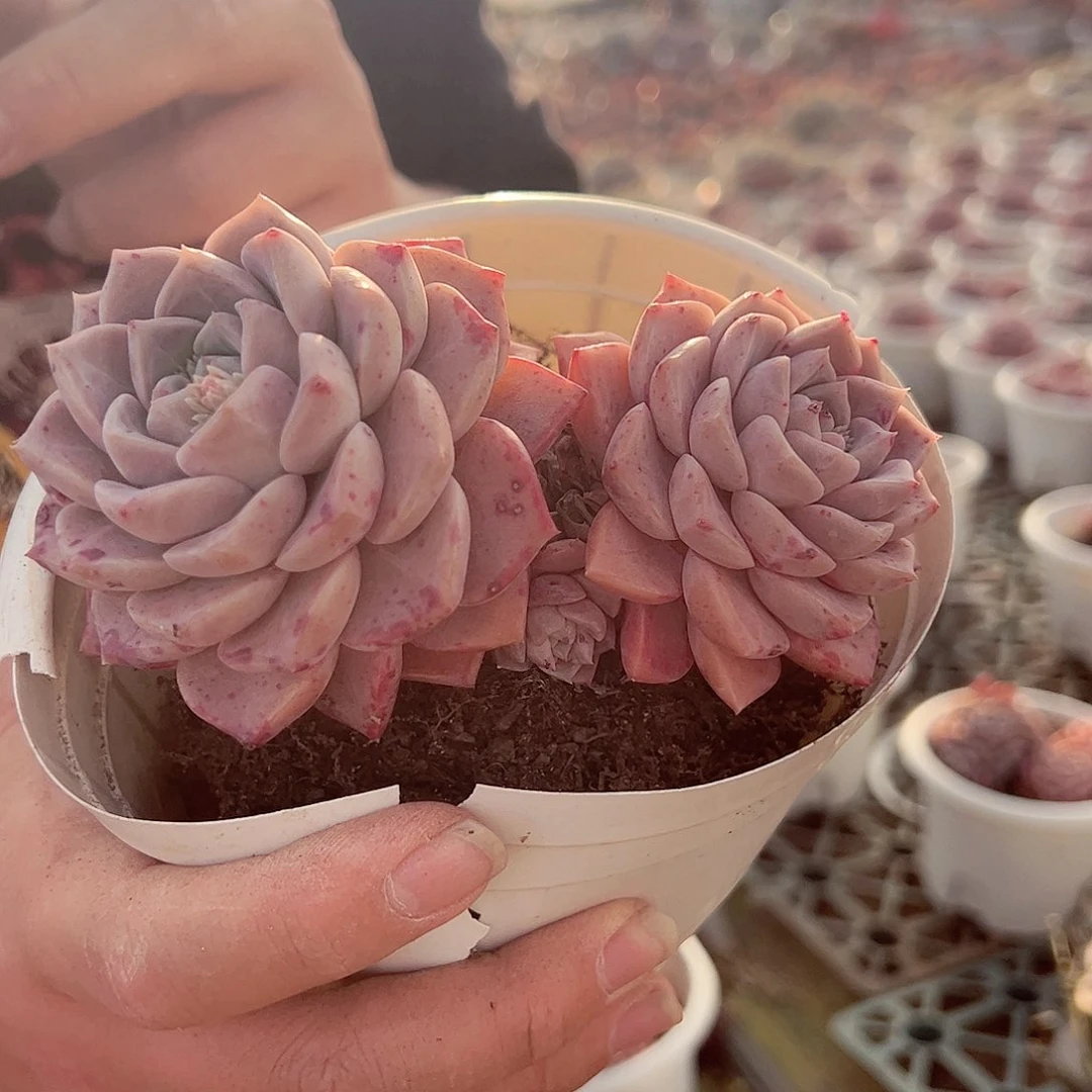 粉斑点双头多肉植物