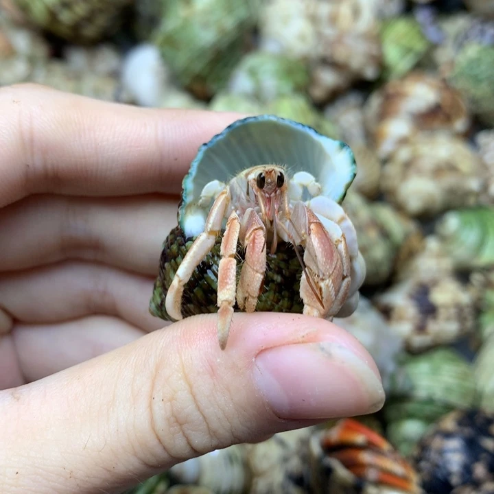 42d。   绝绝子异色粉