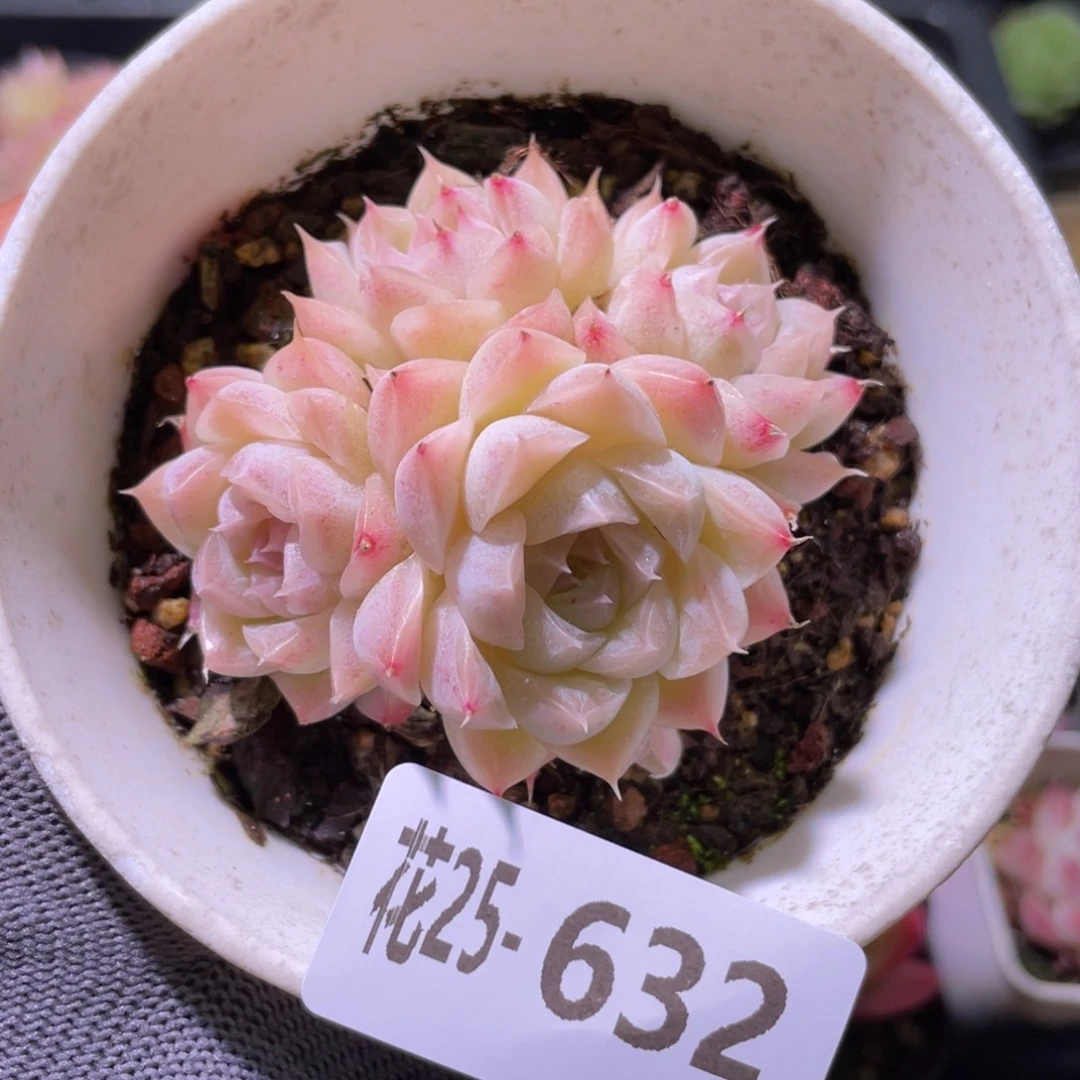 花利美25-632麦秆群