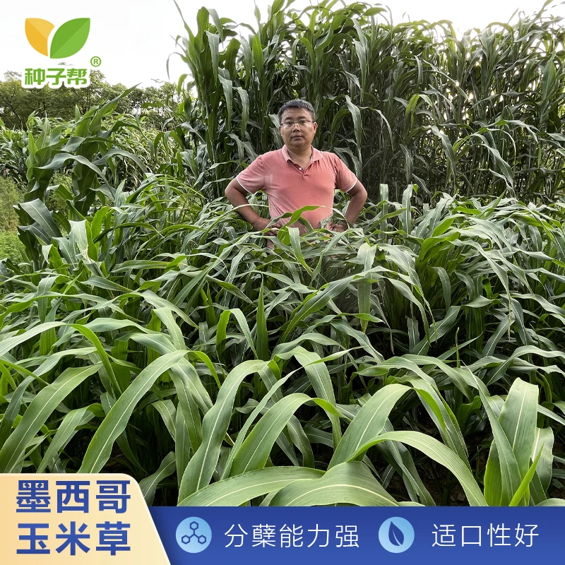 墨西哥玉米草种子春夏播种耐热灌溉高产多次收割牛羊优质牧草种子