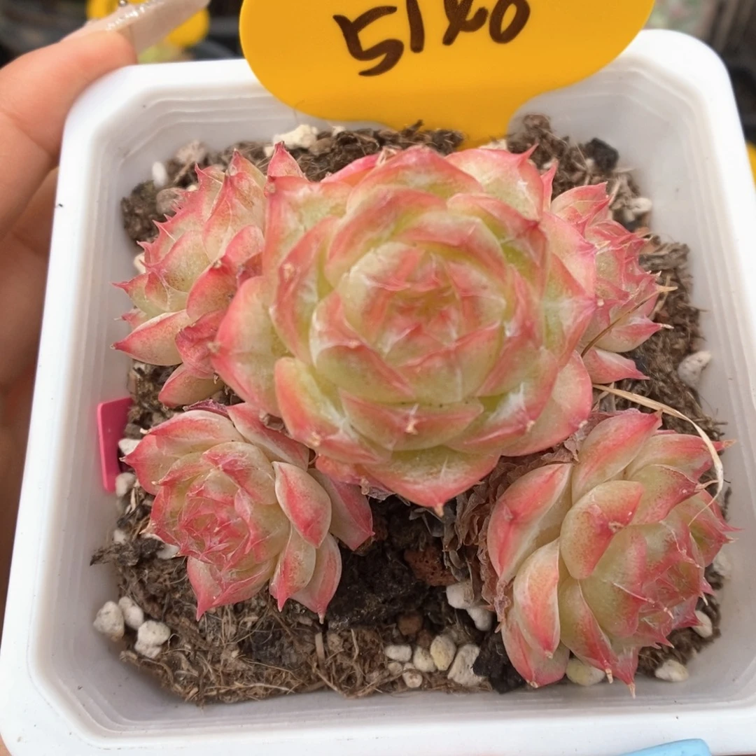 蔷薇珍妮群生5148号