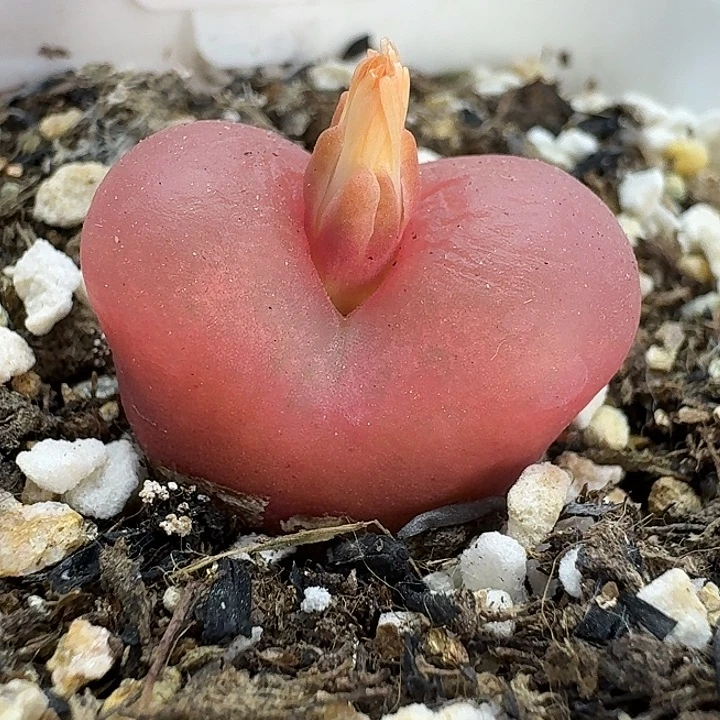 老马生石花2.3吕红1260