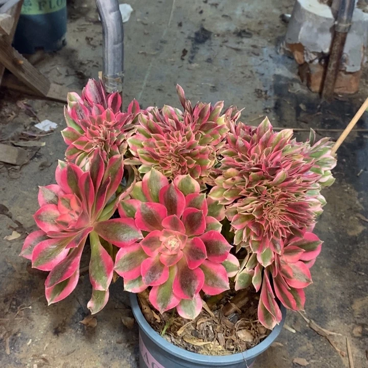 粉女巫缀多肉植物