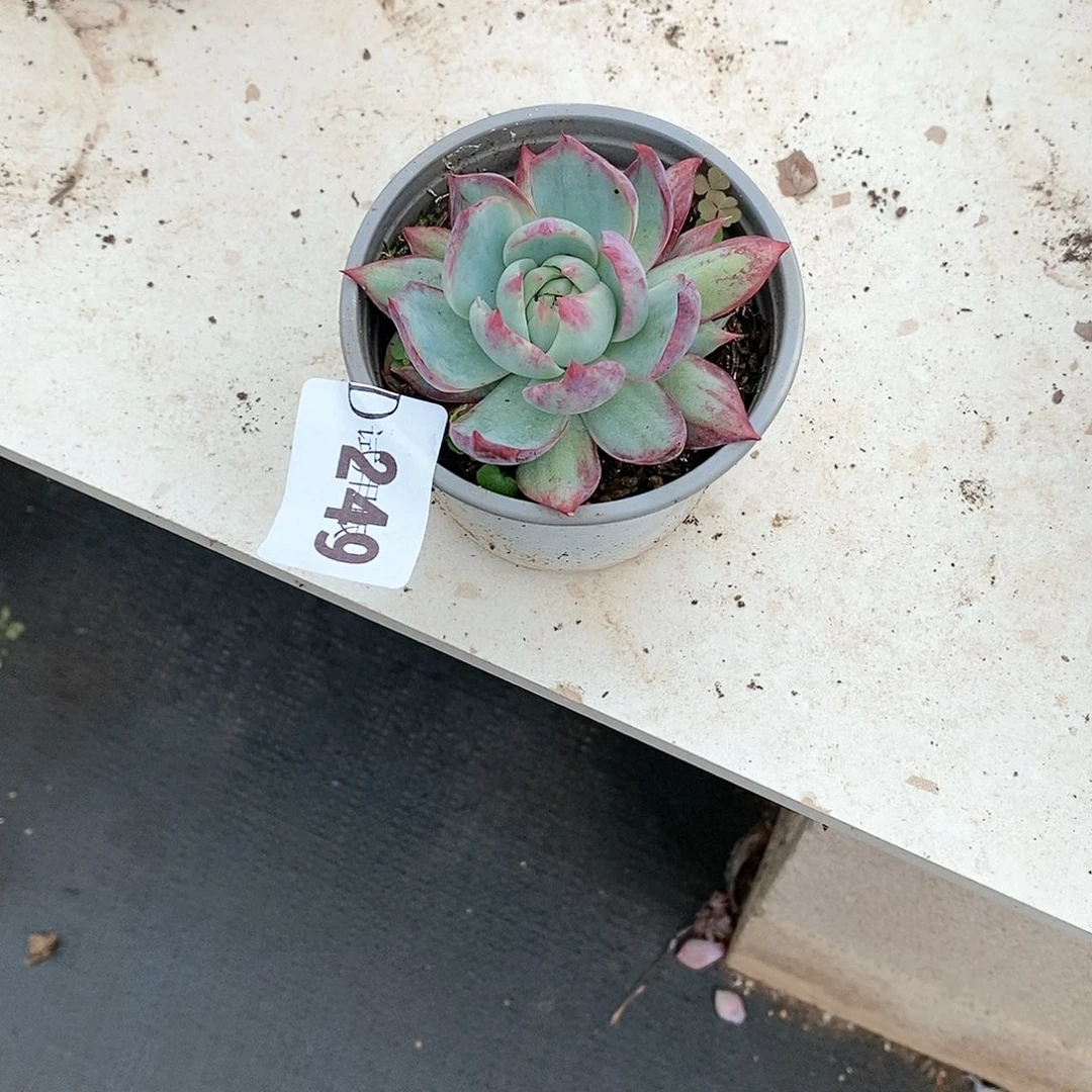 莲*249惊鸿多肉植物