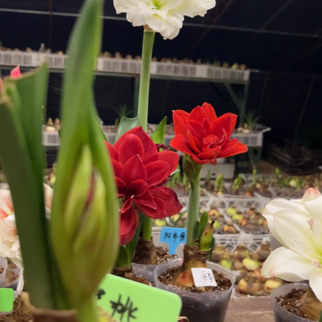 樱桃妮芙朱顶红带盆