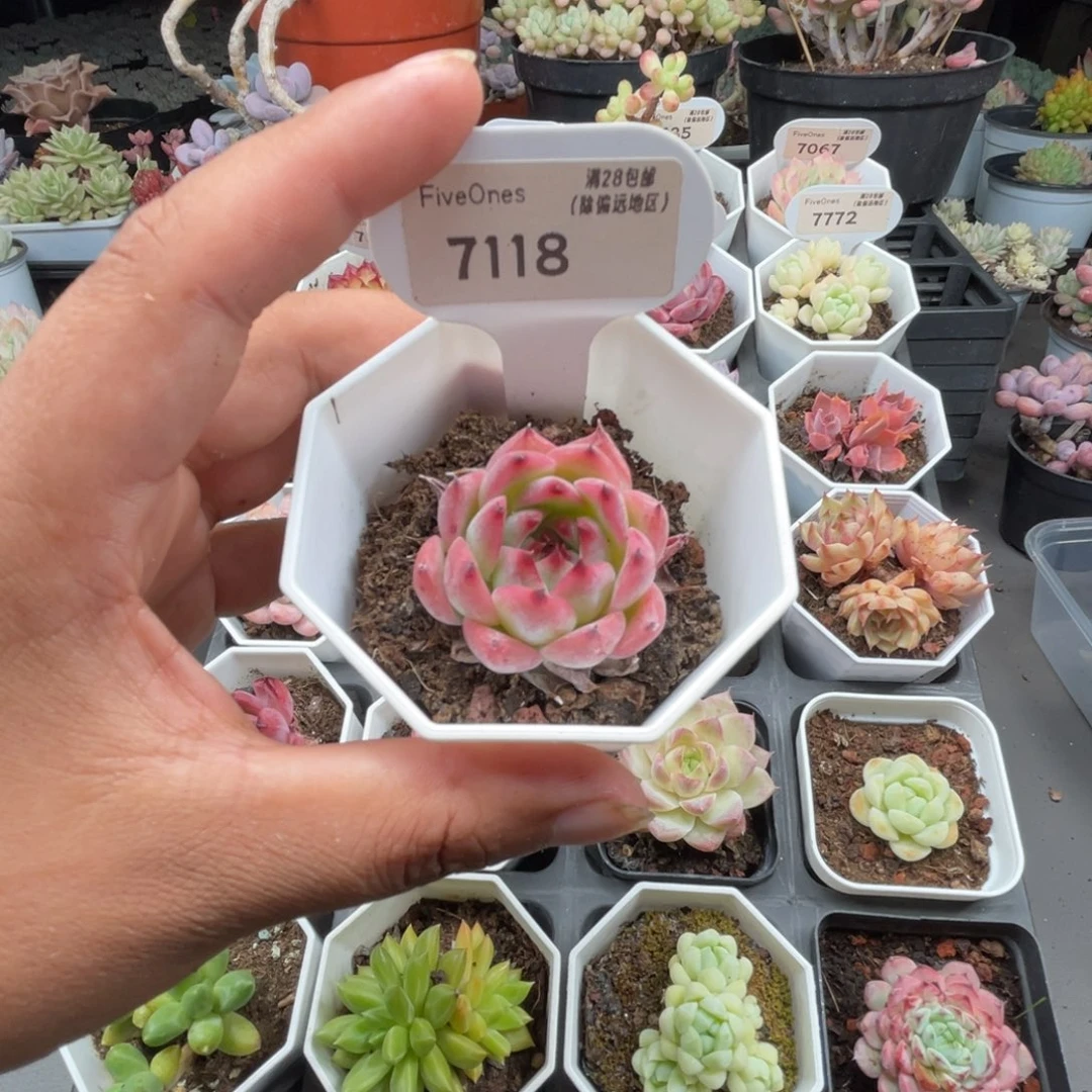 7118吉娃娃4.0厘米