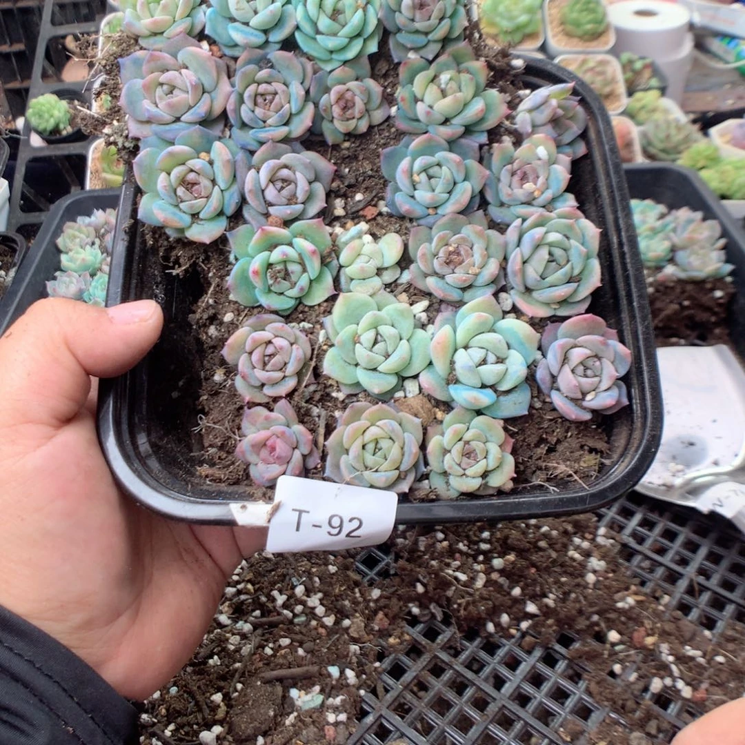 无花朵T92英语英语