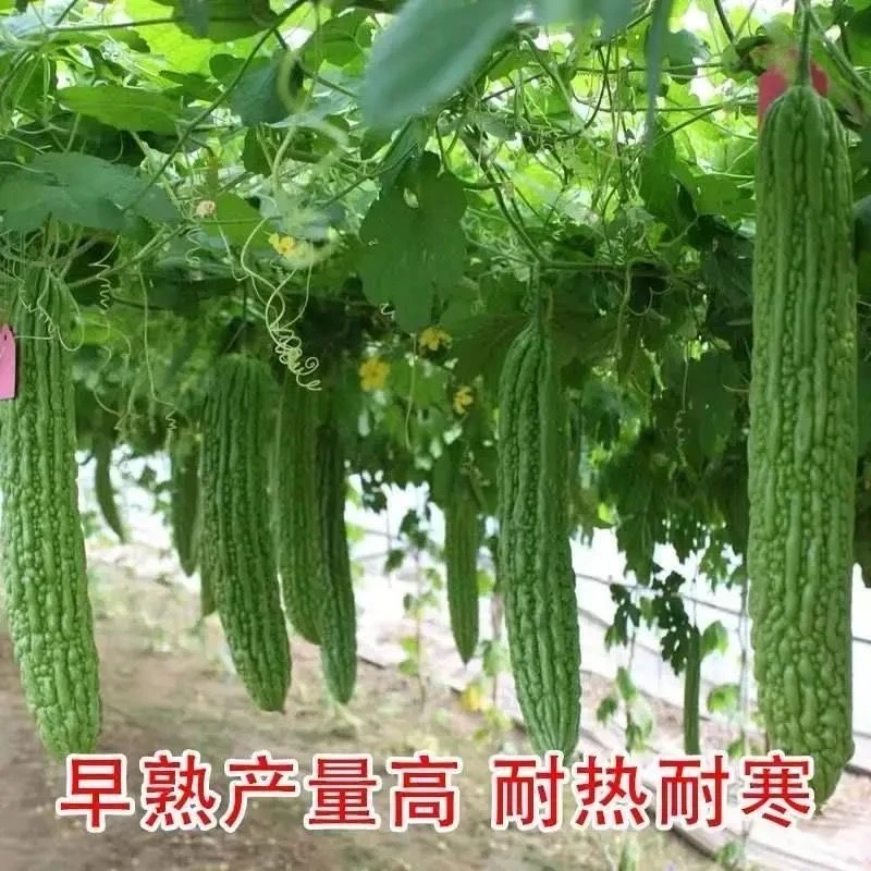 苦瓜秧苗带土球发货早熟绿苦瓜高产观赏庭院