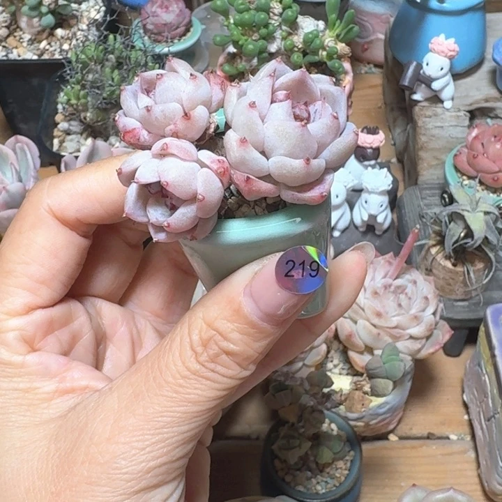 219 多肉含盆土 30元包邮 ➗偏远地区