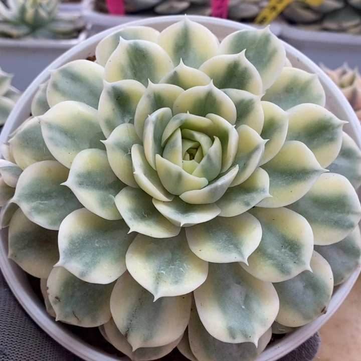 072昂斯诺锦锦锦锦锦锦锦