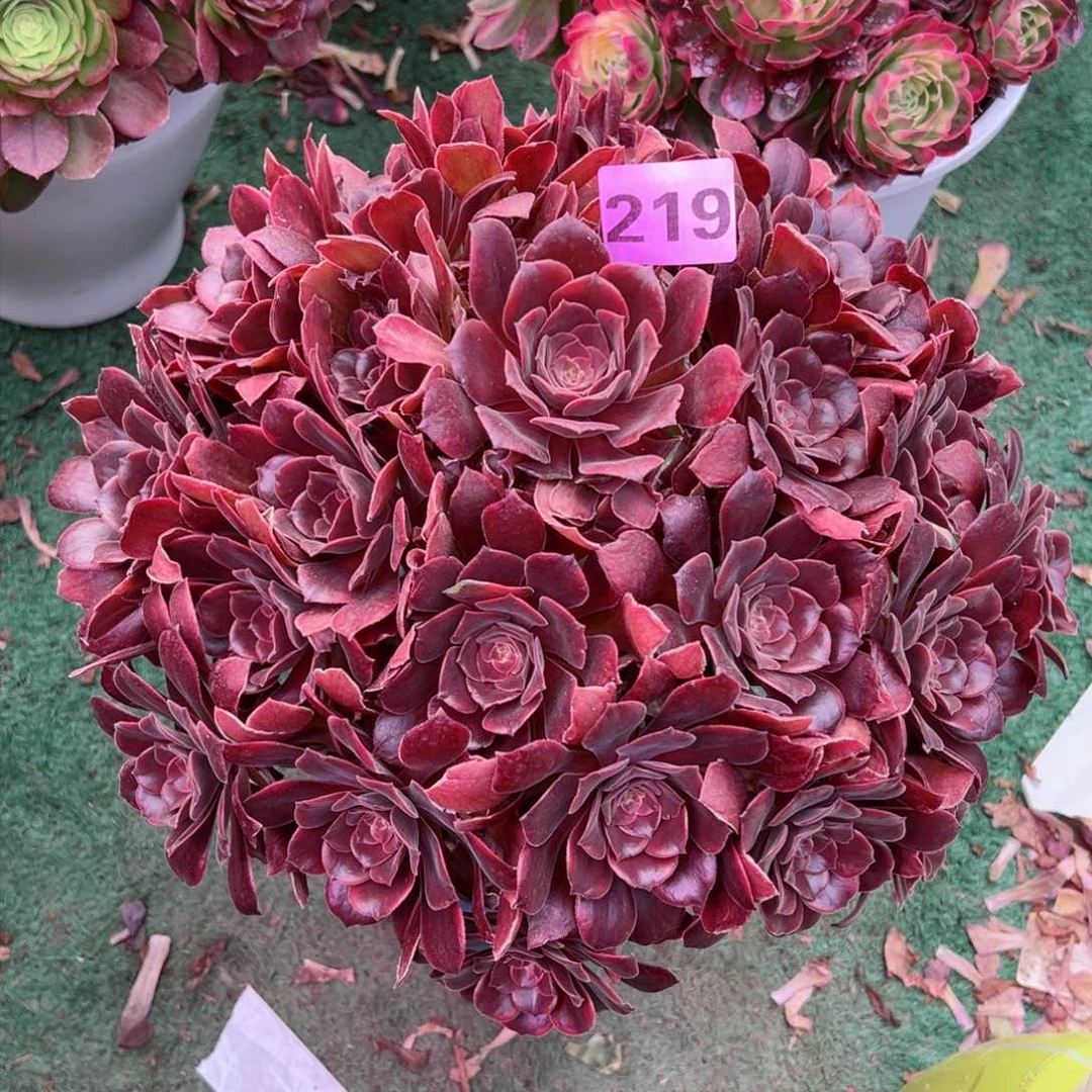 219恶魔之吻法师多肉植物