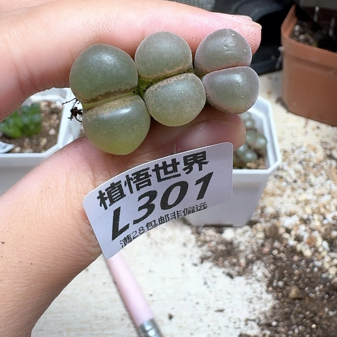 多肉植物的润泽ddq