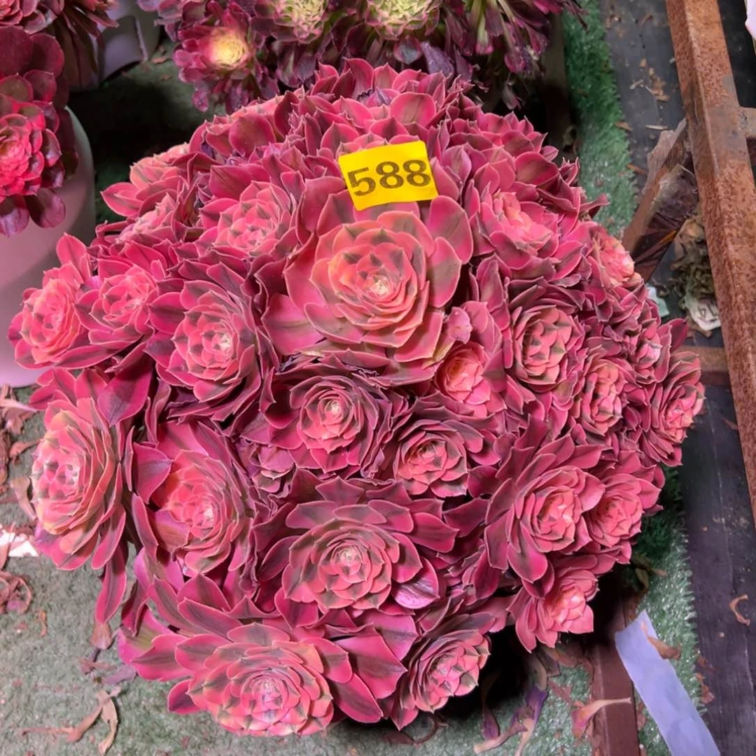 欣**果588粉女巫法师多肉