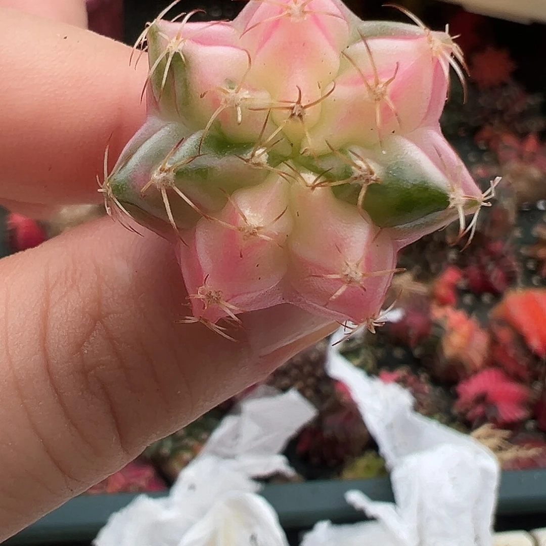 06 好看的米哈冲冲冲