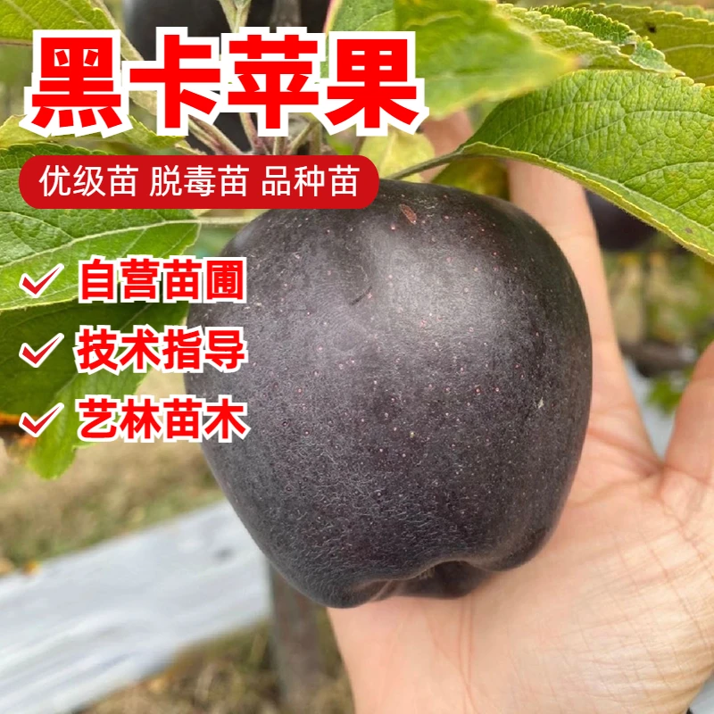 新品种黑卡黑钻苹果树苗南方北方种植苹果苗紫色嘎啦脆甜当年结果