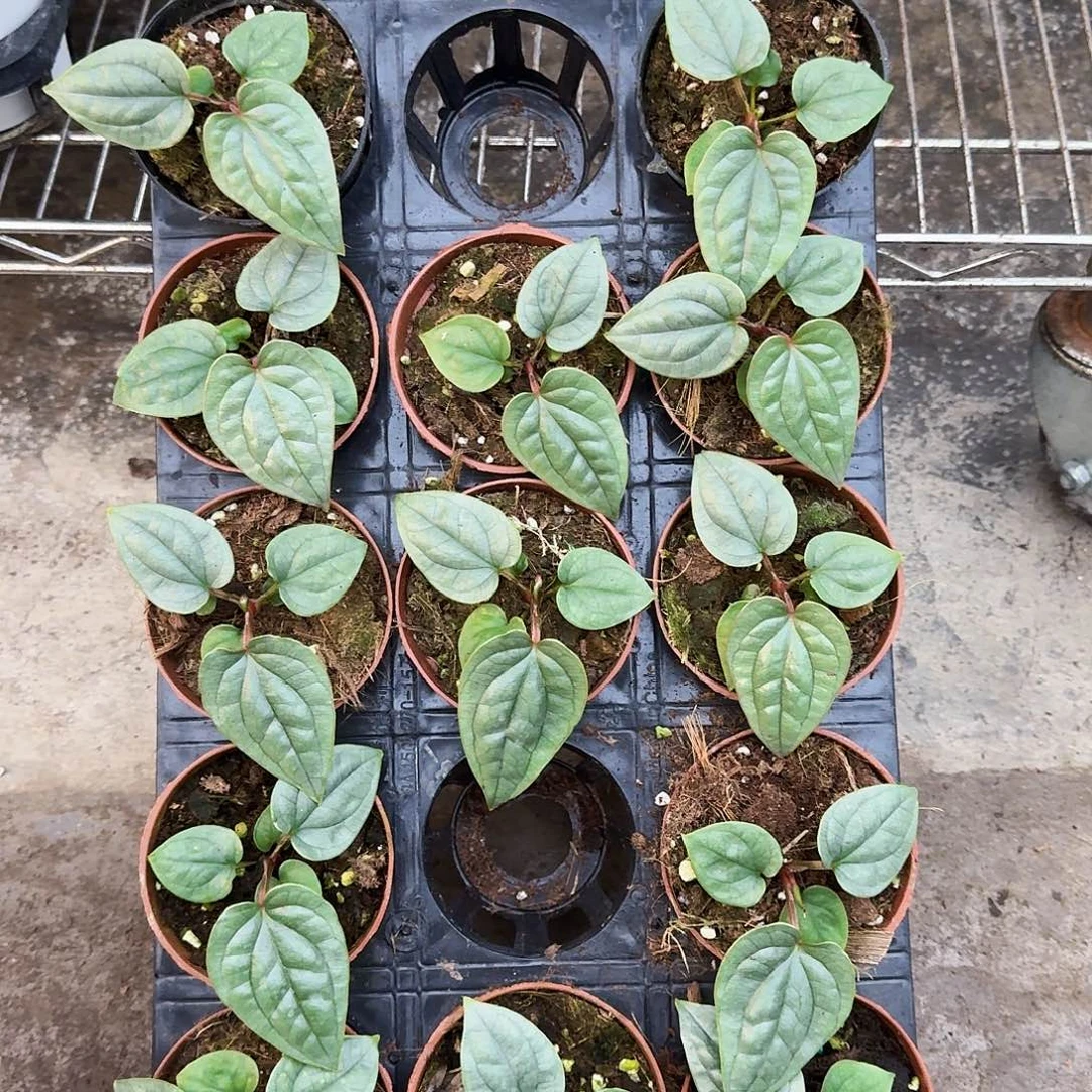 完全开放奢华小苗随机发