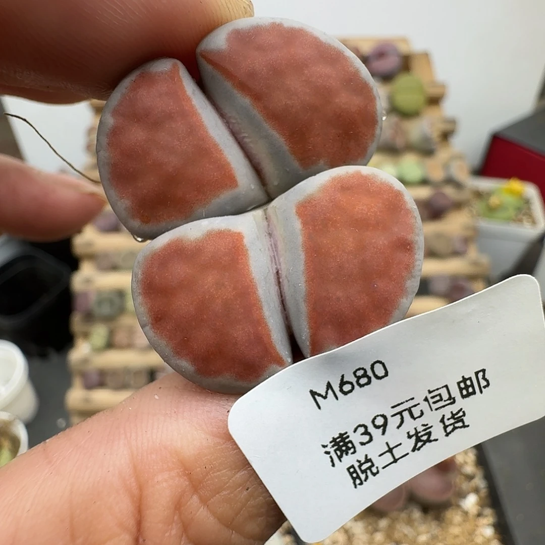 680多肉哈哈哈哈哈哈哈