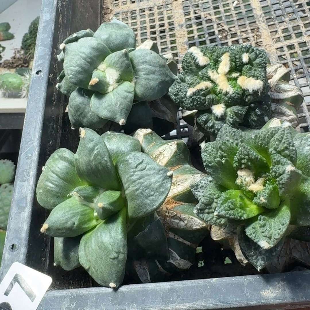 【闪购商品】无花朵赢**来四颗牡丹427