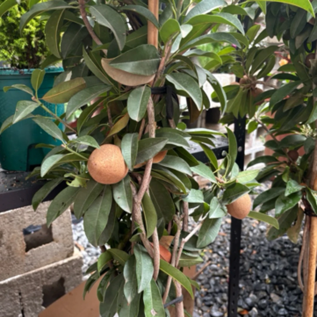 人参果大盆栽 盆栽