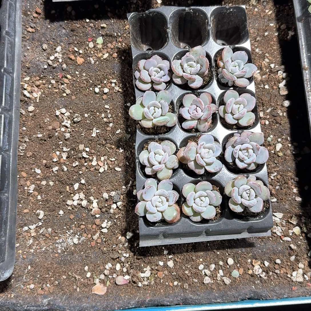 希一物一拍专拍链接