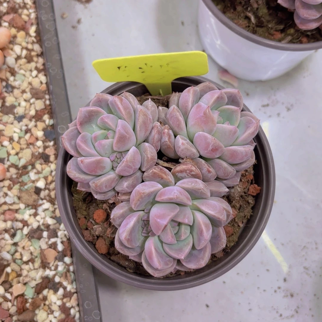 深****?我的小可爱们都好可爱