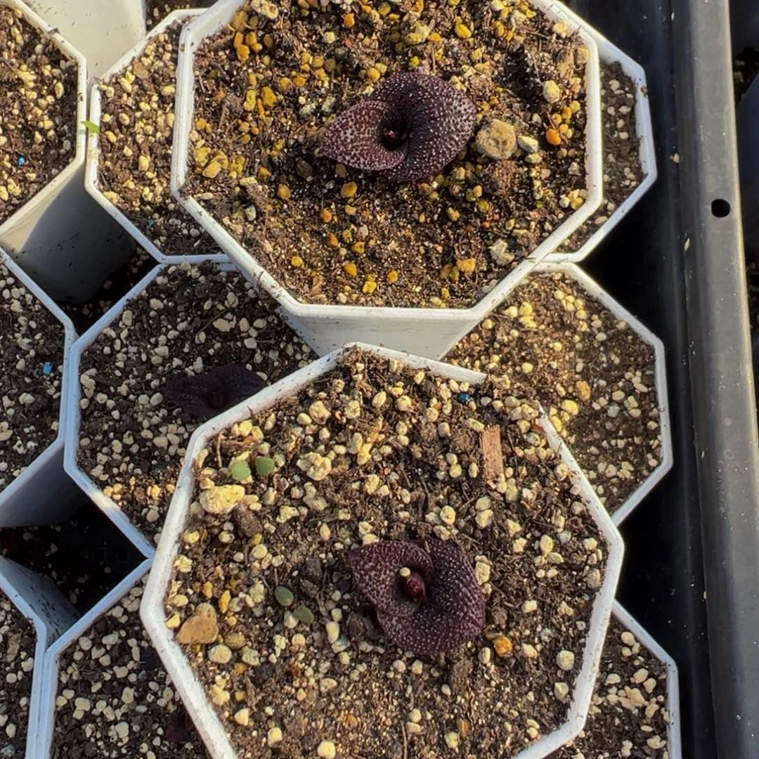 ꧁***꧂539实生根两盆紫镜多肉植物带盆土