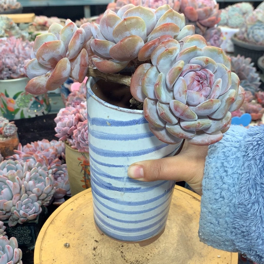 ?****?左眼跳 哈哈哈哈哈