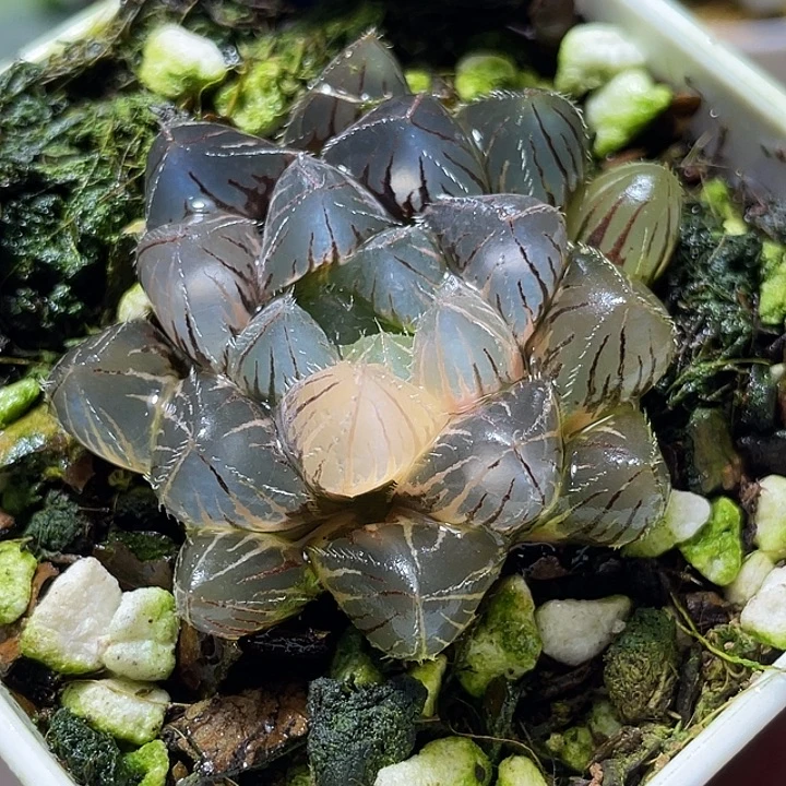 684赤线锦特选福利