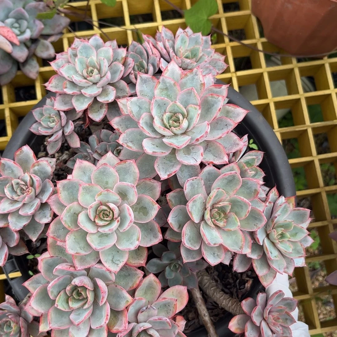 新疆西藏内蒙不包邮，赫拉