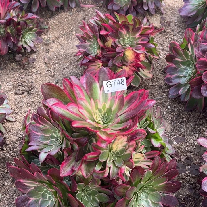 748粉花呀多肉植物