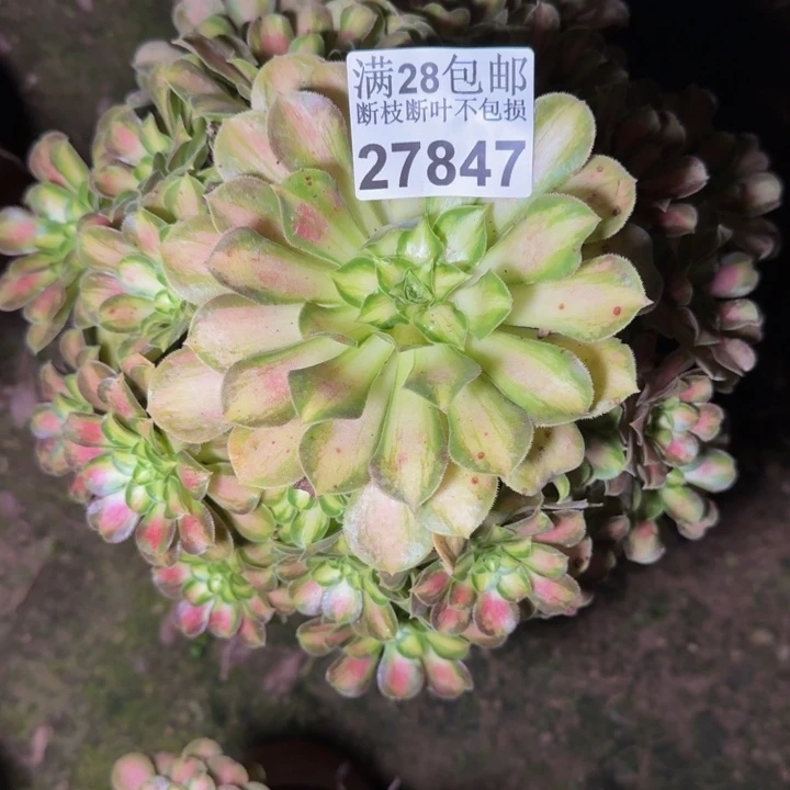 27847韶华多肉植物