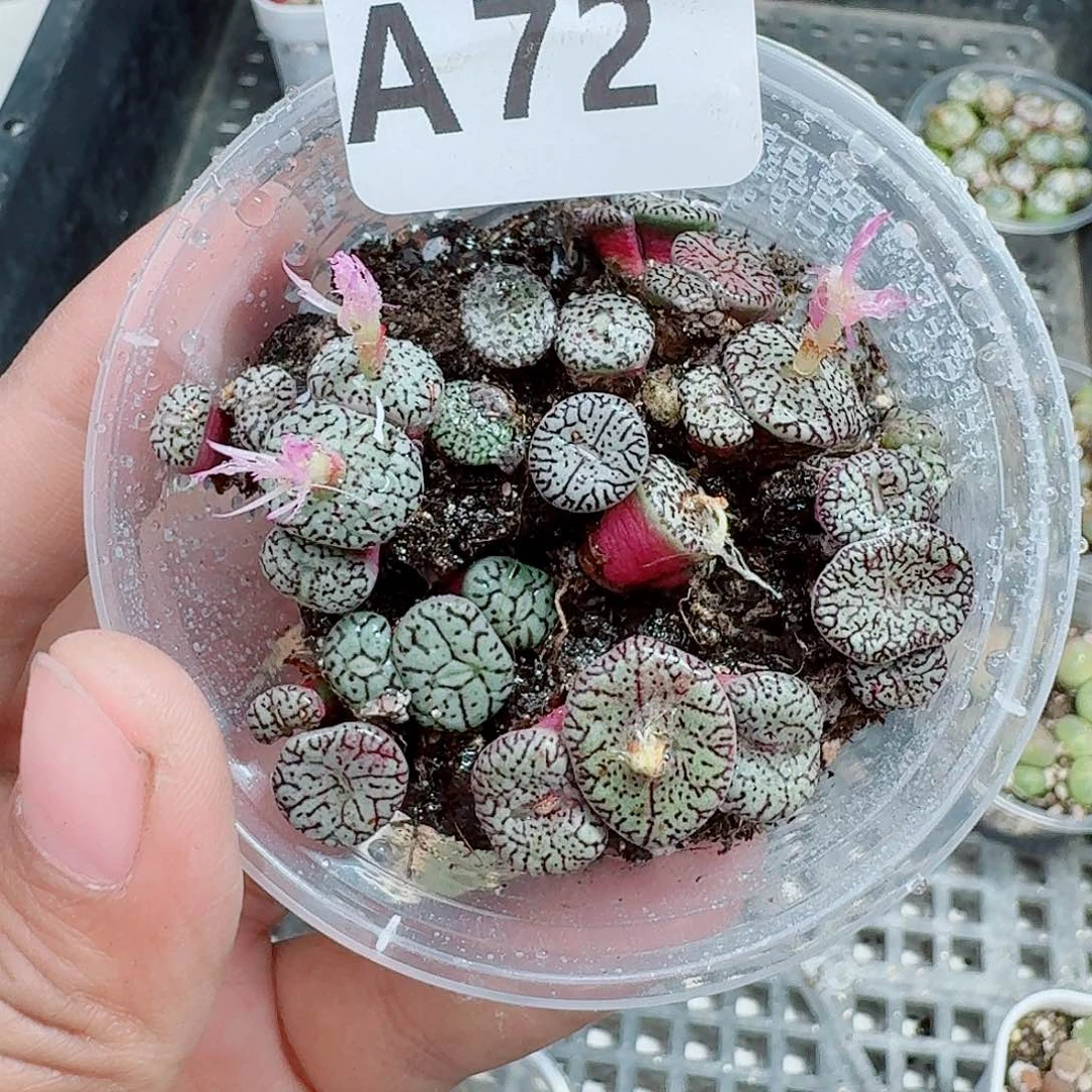 72多肉植物多肉植物