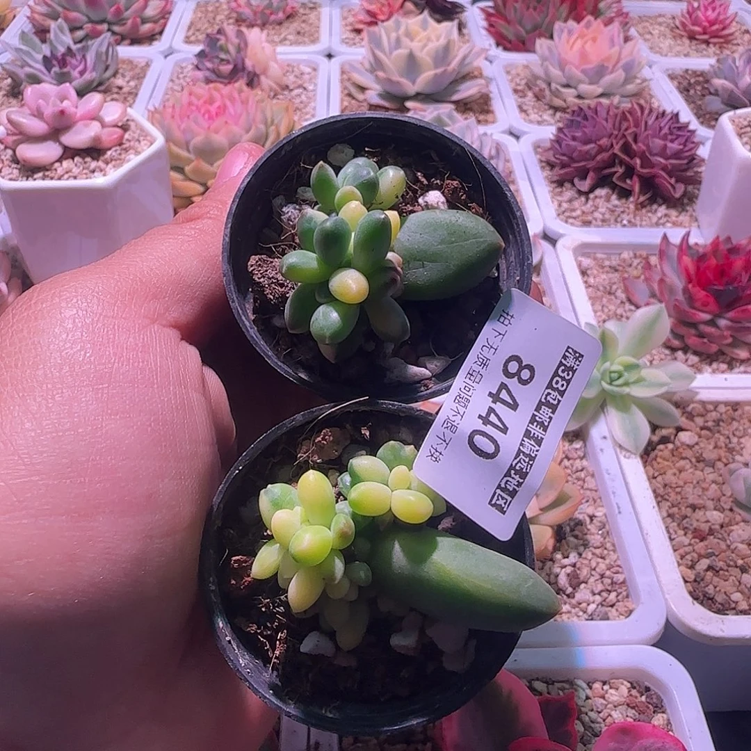 怎***/千代田锦锦锦锦锦8440