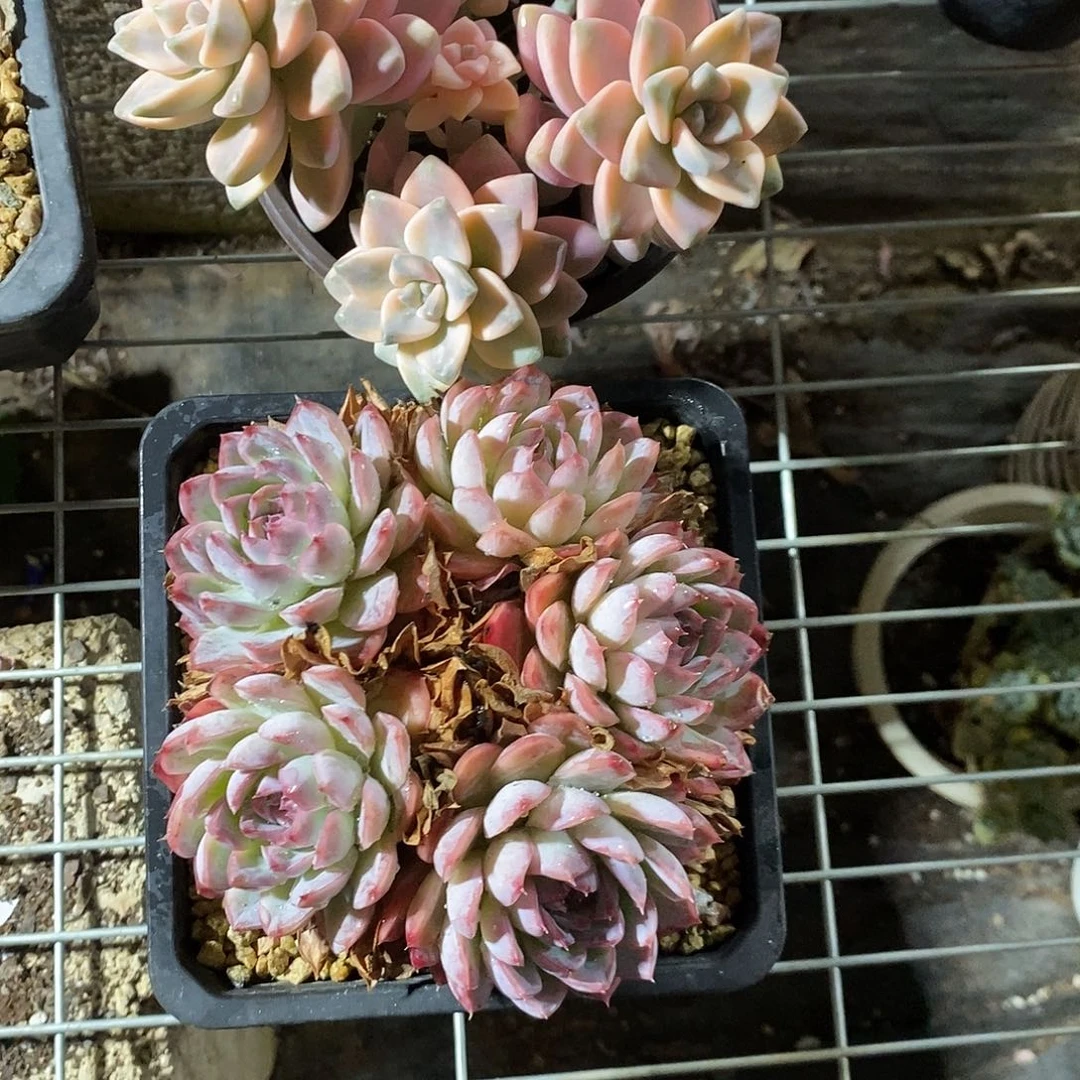 捕****灰小老妹两颗，一个美杏锦，一颗孤品