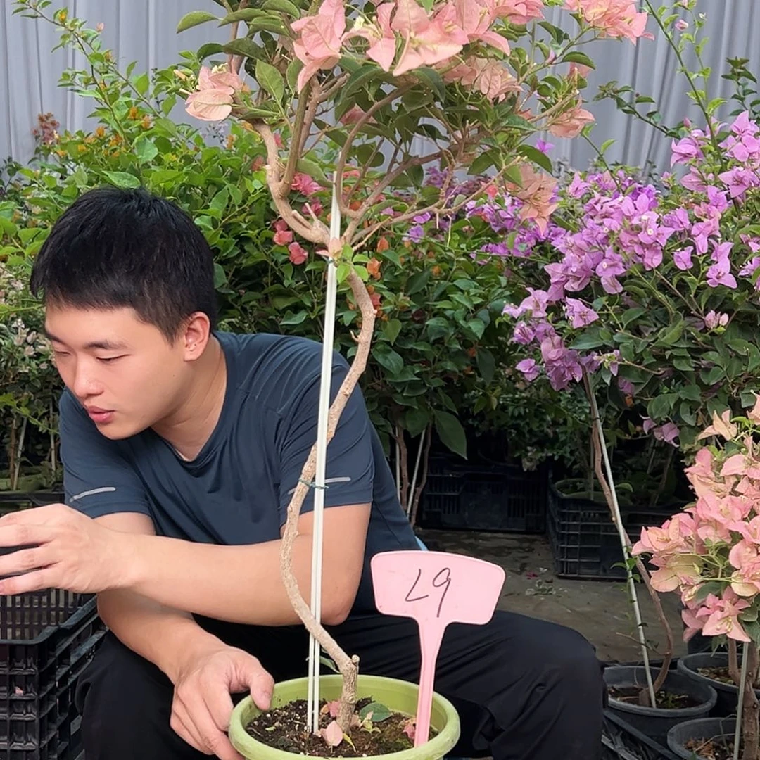 小****当前无花栽培后可以开花L9卡亚塔