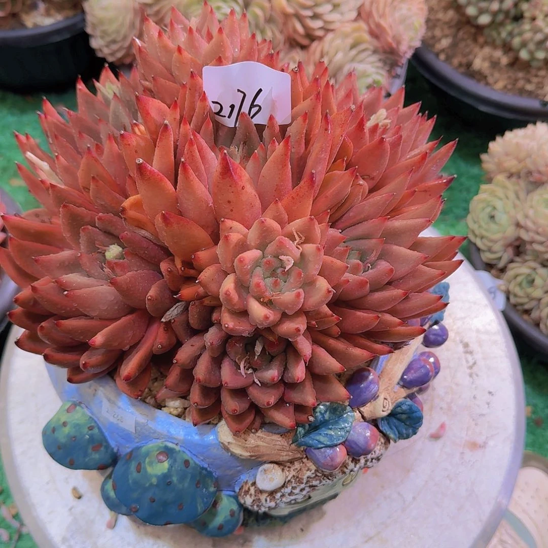 蛋*2176灵魂多肉植物