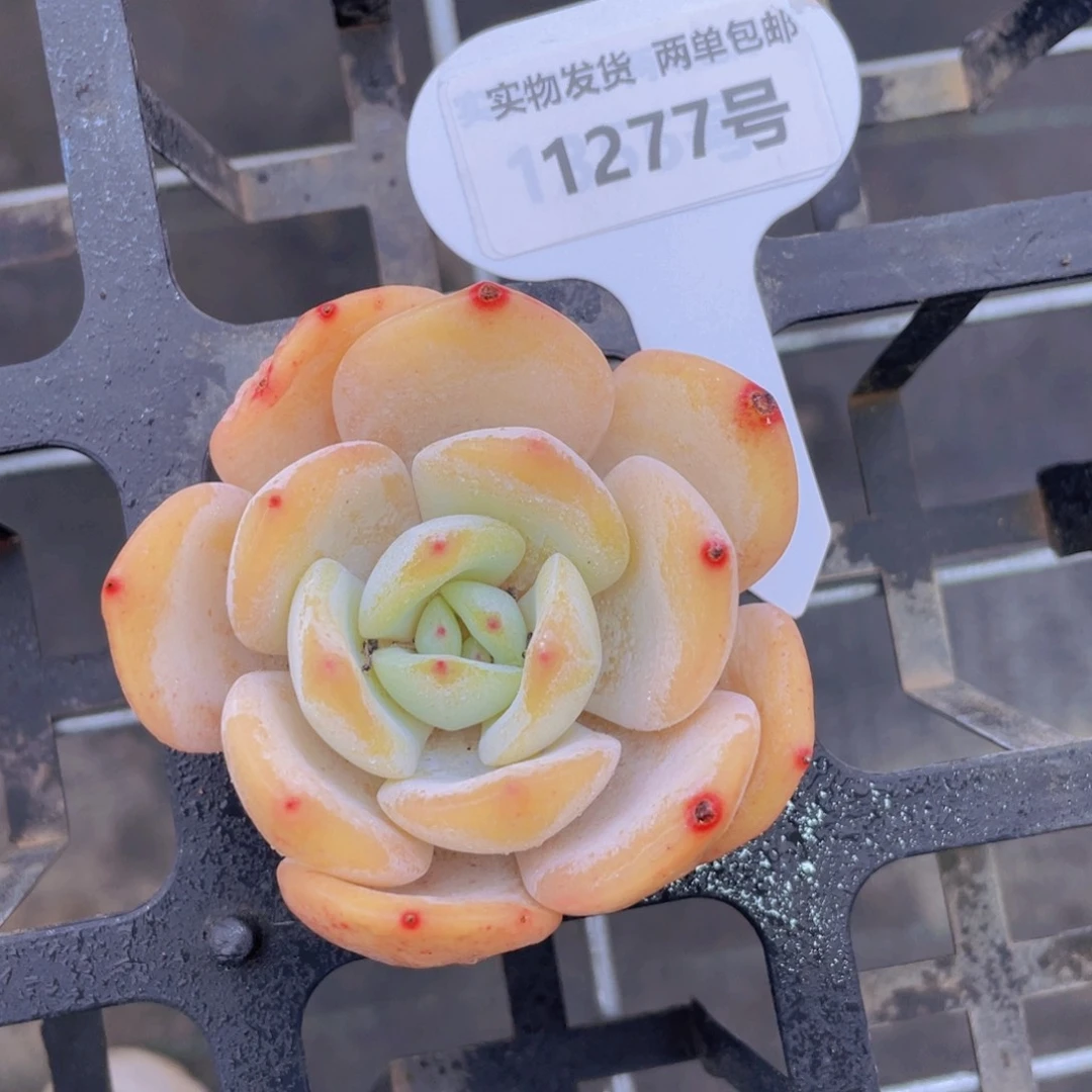1277号 宽叶奶茶单头老桩一个