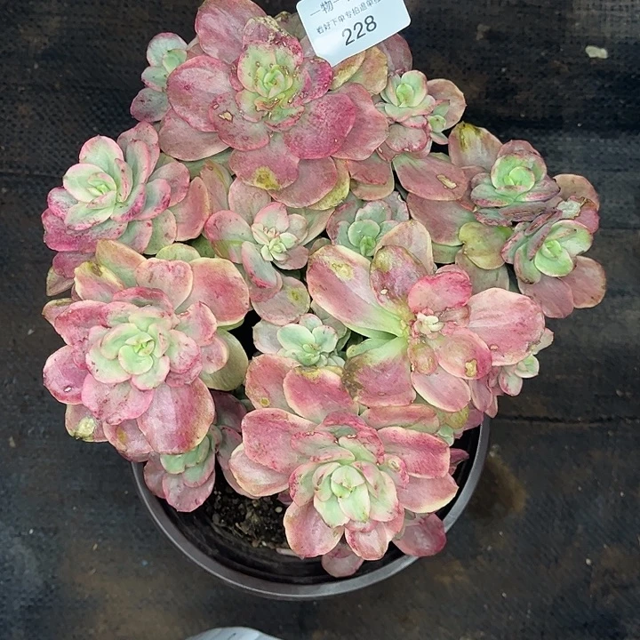 ****吾红梅锦群，一物一拍