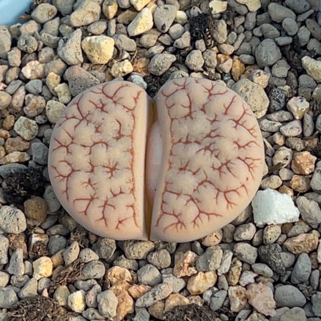 7126蜜纹睫毛荒一颗