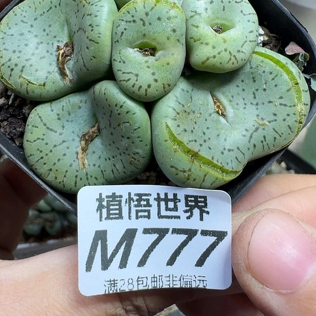 多肉植物的润泽gbnj