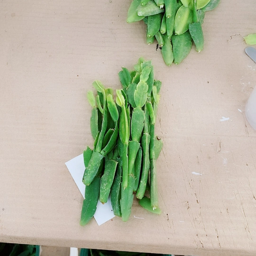 无花朵珊瑚瀑布12片