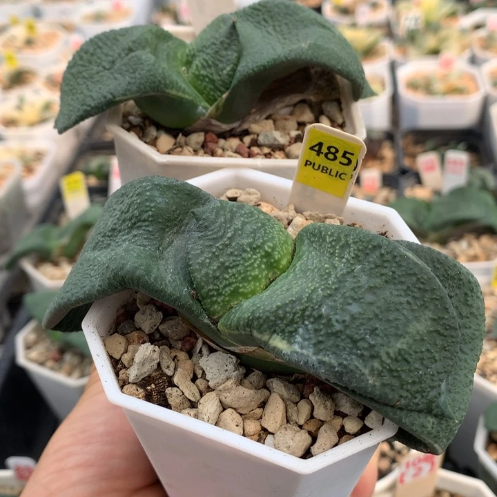 689黑白蜗牛两颗多肉植物