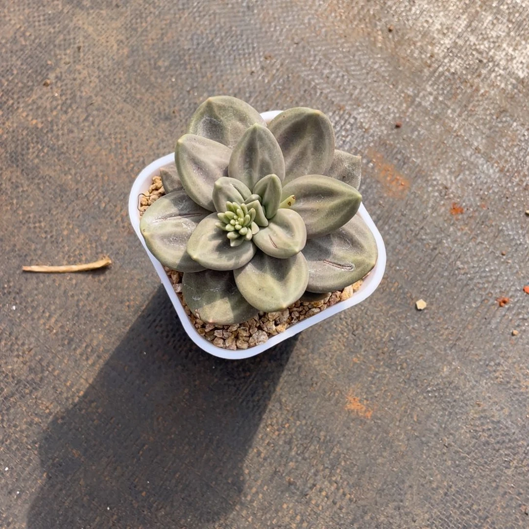 八****?姐姐我是一个小天使孩子们是