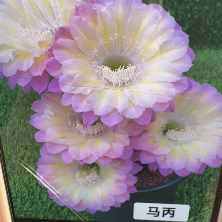 229彩草马丙歪4公分左右无根侧牙，20包邮